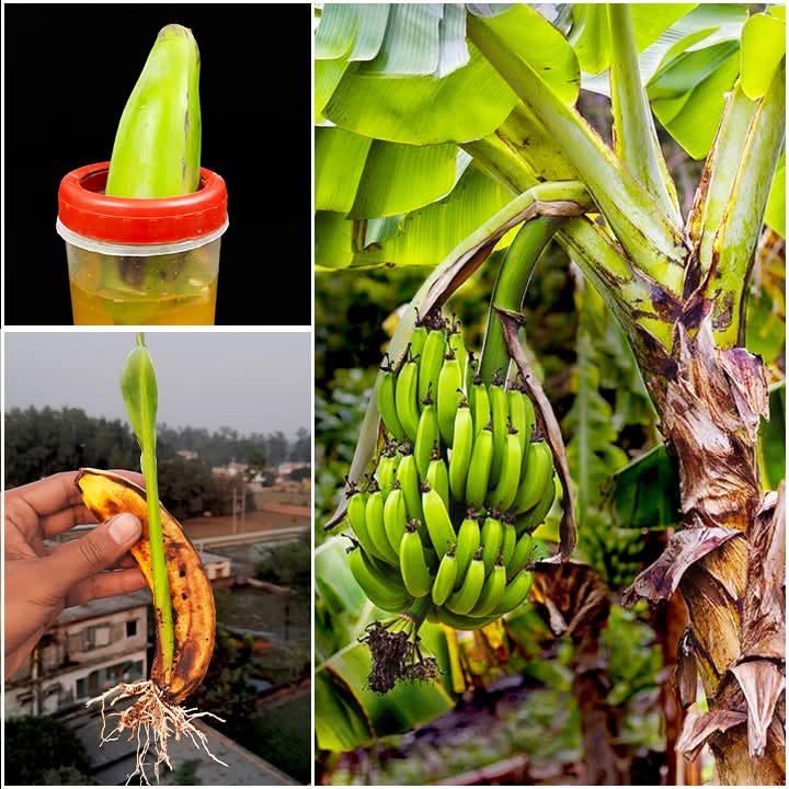 plantfromgarden's tweet photo. Surprised With How To Grow Banana | Growing Banana At Home https://t.co/mbo7J2X3nG