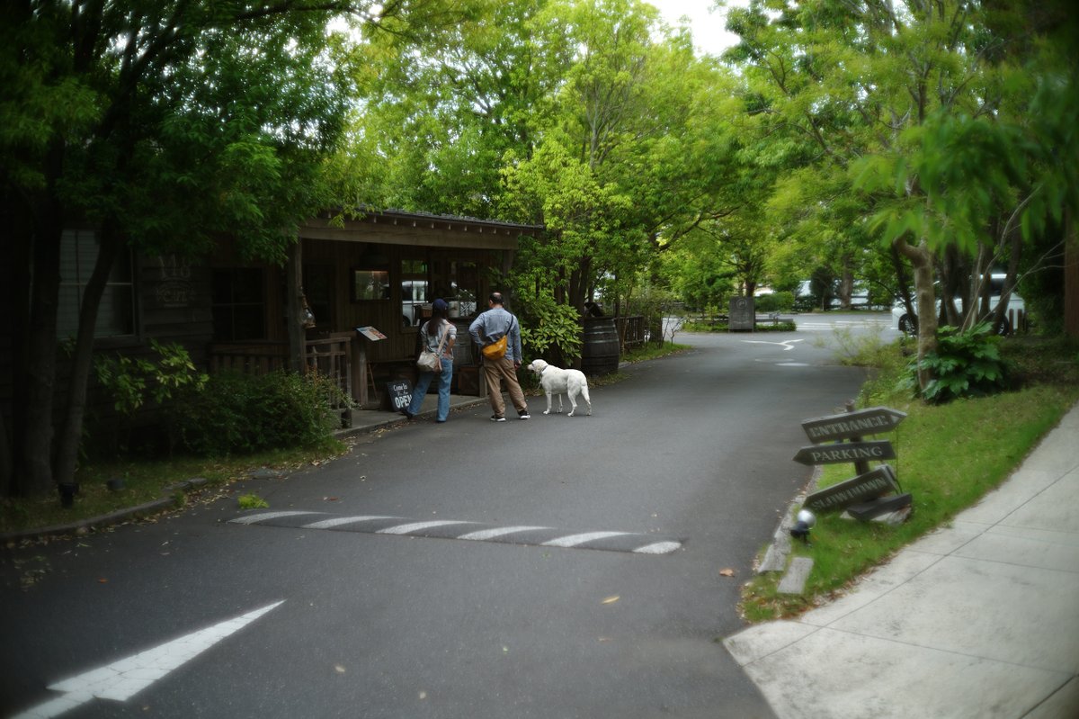 flashback_staff's tweet photo. 試写館に Canon 35mm f1.5 (L) + Leica M9 の試写を追加しました!

世界で一番明るい35mmとして登場。ズミルクスとも異なるその描写は実に良いものがあります。中央はしっかり結像しつつ、前後と周辺の甘さが良い雰囲気です。

https://t.co/xb7xZDEoAE https://t.co/AYdjvhcFrc