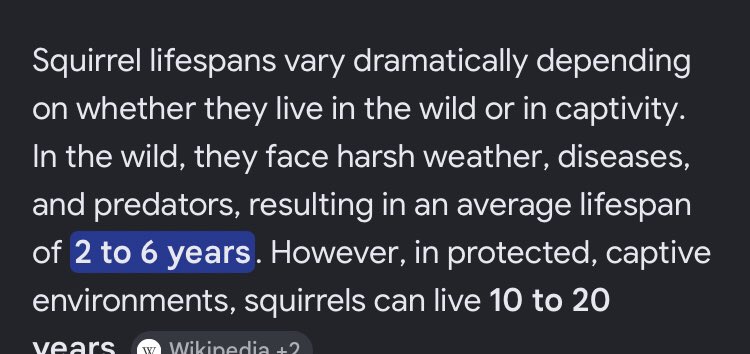 2knostalgiaa's tweet photo. RANDOM FACT:
Squirrels only live for 10 to 20 years.
Less, if theyโre in the streets https://t.co/fXCojSz2aH