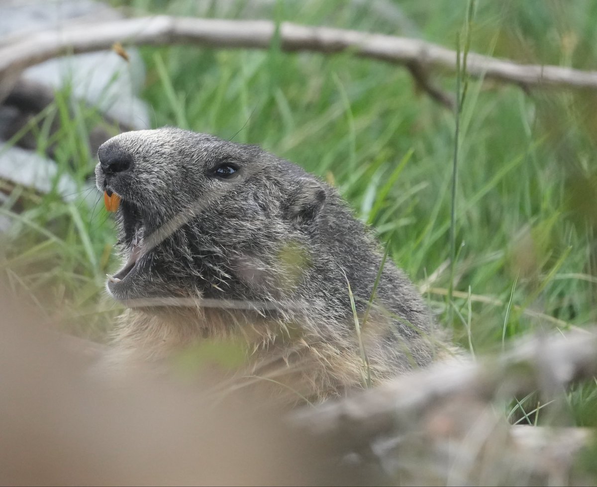 jmpicasprat's tweet photo. Tot i la boira he pogut “caçar” unes quantes #marmotes #marmota #boira #colldepal #bagà #berguedà https://t.co/NtDdIFn3lO