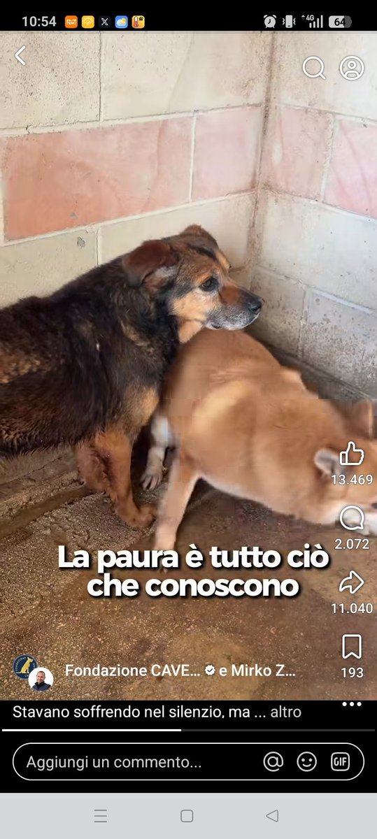 Vardiello2's tweet photo. Abruzzo: non comprate i cani guardate queste creature in che condizioni psichiche vivono...sono terrorizzati. Dalla Fondazione cave canem  https://t.co/KqztamaihM https://t.co/MLFUqeUFMa