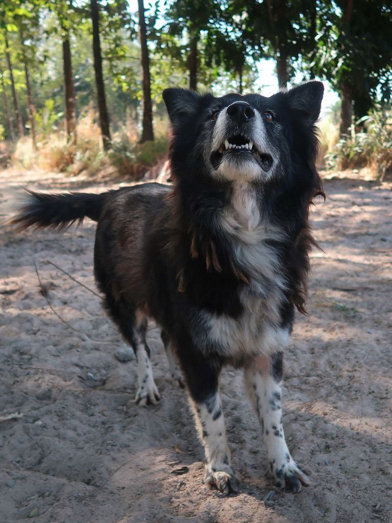 tmtrdorg's tweet photo. Artemis, a dog we rescued in November 2020 after a wire became deeply embedded in her neck, recently suffered a very serious eye injury.
The damage to the eye was so severe that our veterinary team had to perform surgery to remove it. While this is obviously unfortunate, we are hopeful that Artemis will make a full recovery and adjust well to life with one eye.
We are not exactly sure what caused the injury, but it appears to have happened during a walk, possibly from something sharp under or through a fence, and not from a fight with another dog.
Artemis has already overcome so much in her life, and we’ll be there to help her through this too.

To support her treatment and the life ahead of her, please consider making a donation.

$TMTRD token:  https://t.co/D0p1hRNjhJ

CA: 4iVXoa1zeaQT7ySV86YNKfxP4QhDiicYrvZAUmBABAGS

👉 https://t.co/GJO3rGo9JM 

*For donations via cryptocurrency, please send us a direct message!  

#TMTRD #WAGMI #dogrescue #crypto #cryptocommunity #memecrypto #charitycrypto #doglover #cryptotoken #cryptodonation #thaidog