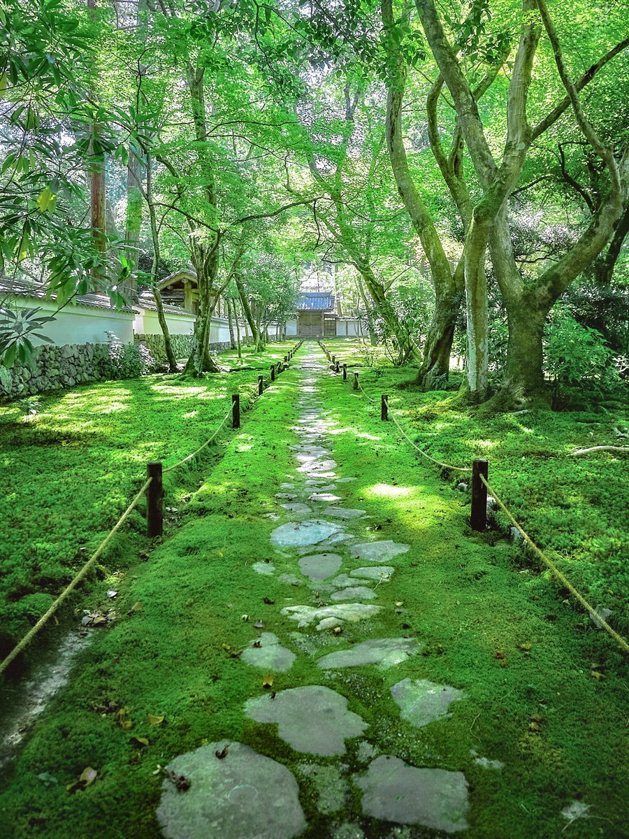 3m1ek's tweet photo. 京都の苔寺に癒される https://t.co/FU58hgWcvk