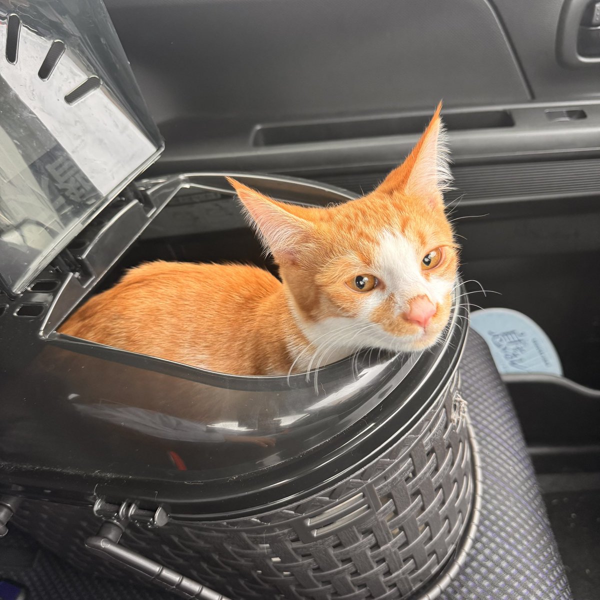 yonakiishi's tweet photo. 出戻ってきました。さすが俺の息子、メス猫にはモテなかったww https://t.co/eTNGuAUV48