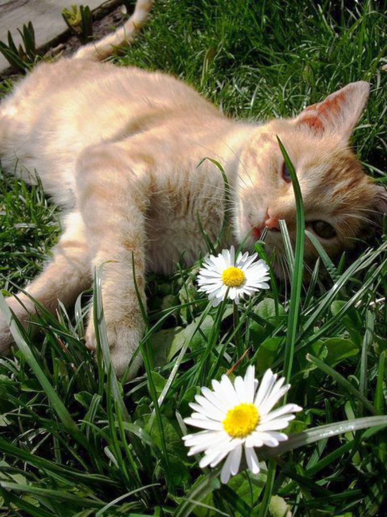 0xreynox's tweet photo. @HTX_Global This is my real-life cat and my daily source of happiness. Happy Hug Your Cat Day.💛
@LuffyXGarp56
@vizard_212
#HugYourCatDay #HTXGlobal https://t.co/yqLvPG9Jj3