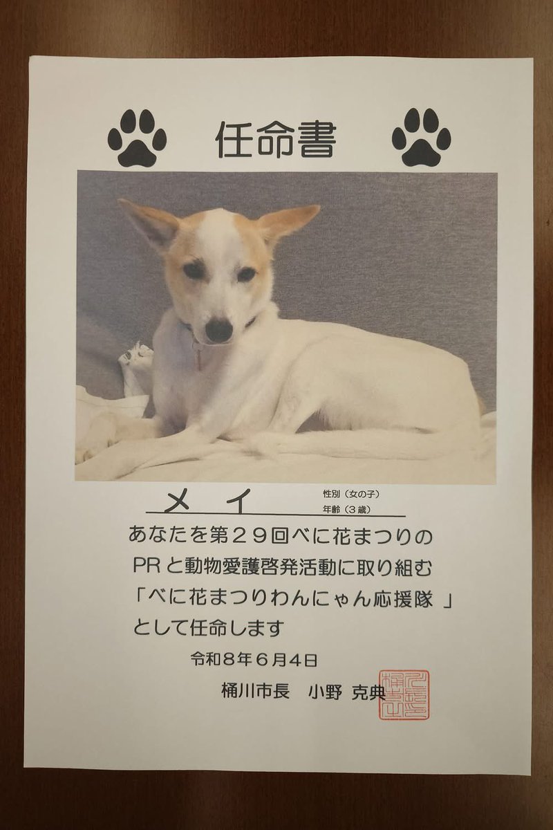 onokatsunori's tweet photo. 今年は、アリス様の「メイちゃん」（３歳　メス）、FARCO様の「きゃんくん」（１１か月　オス）をPR犬に、そして、しっぽのしらべ様の「コウくん」（生後２～３か月　オス）と「フクちゃん」（生後２～３か月　メス）をPR猫に任命しました。 https://t.co/7j4SIMlsCo