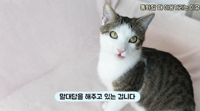 3500cat's tweet photo. <통화중에 고양이가 야옹거리는 이유>
➡️자기한테 말하는줄 알고 집사 무안하지 않도록 대답해주는거라고…
이쁜데 귀여운데 착하기까지🐈😍 https://t.co/J1rdIJxOtO
