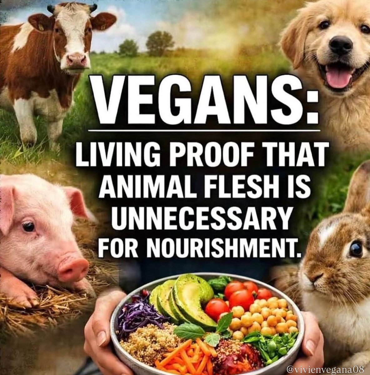 vivienvegana's tweet photo. Vegan💚🌱🥰 https://t.co/aakHLfLk9A