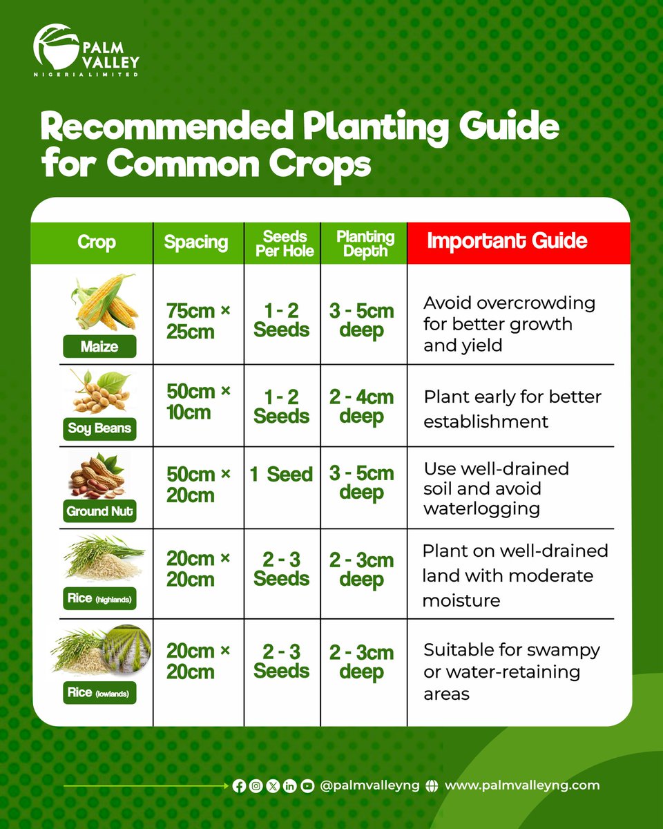 palmvalleyng's tweet photo. PLANTING PRACTICES: PLANT WELL FOR BETTER YIELD

Proper planting helps crops grow well and improves yield. https://t.co/bECzyFAmfh