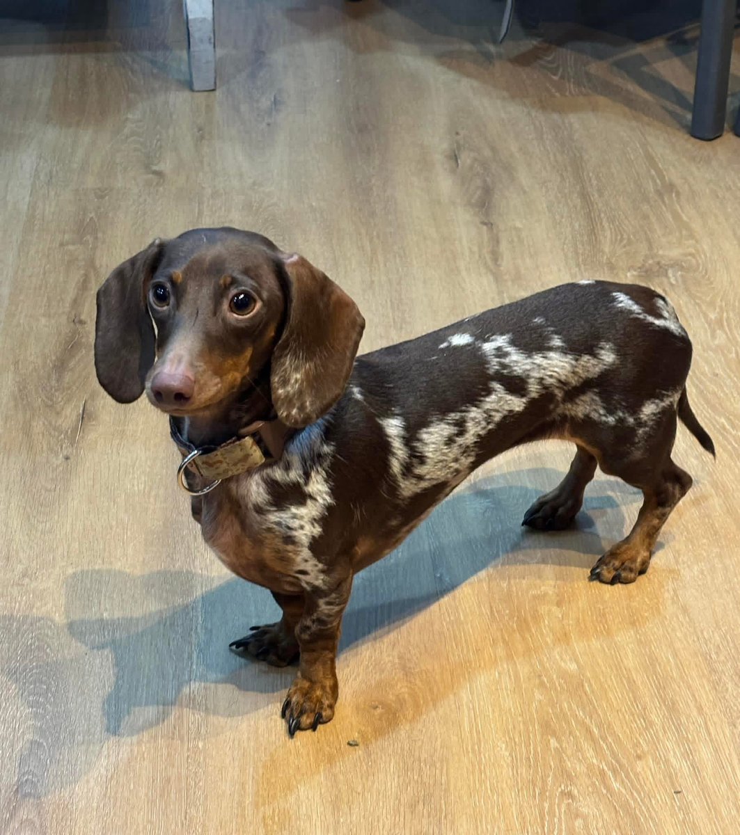 komygaby's tweet photo. @merclandoscr Don’t know but there are lots of them now . Cute but can have many health issues due to that long body. You need to chose carefully the breeder . Even my haidresser has 2 :-) both are very cute small doggos https://t.co/m4MYY6RYHt