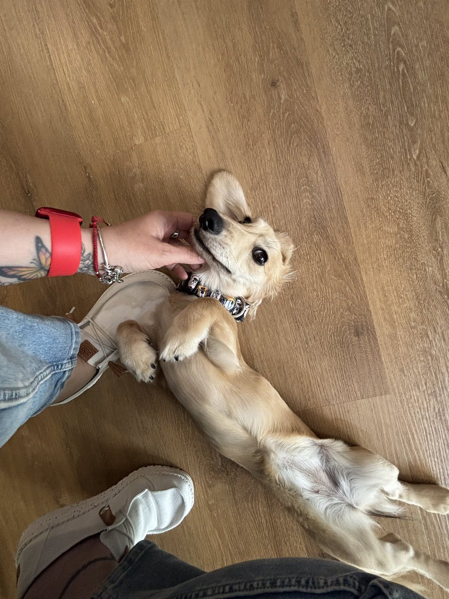 komygaby's tweet photo. @merclandoscr Don’t know but there are lots of them now . Cute but can have many health issues due to that long body. You need to chose carefully the breeder . Even my haidresser has 2 :-) both are very cute small doggos https://t.co/m4MYY6RYHt