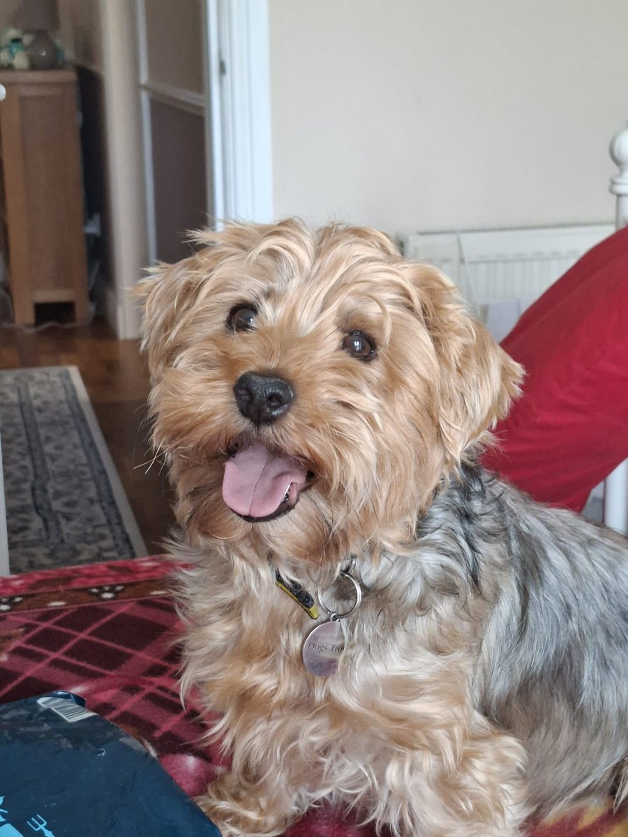 DT_WestCalder's tweet photo. Meet Duke, a 6-year-old Yorkie with the cutest smile! 🤩

He's a friendly, affectionate boy who loves to snuggle on the sofa after a day of exploring in the garden! Duke enjoys meeting new people and has been loving going to cafes and garden centres with his foster carers ☕ Find out more about Duke here: https://t.co/2ceRs5eFVm

#AdoptDontShop
#ADogIsForLife
@DogsTrust