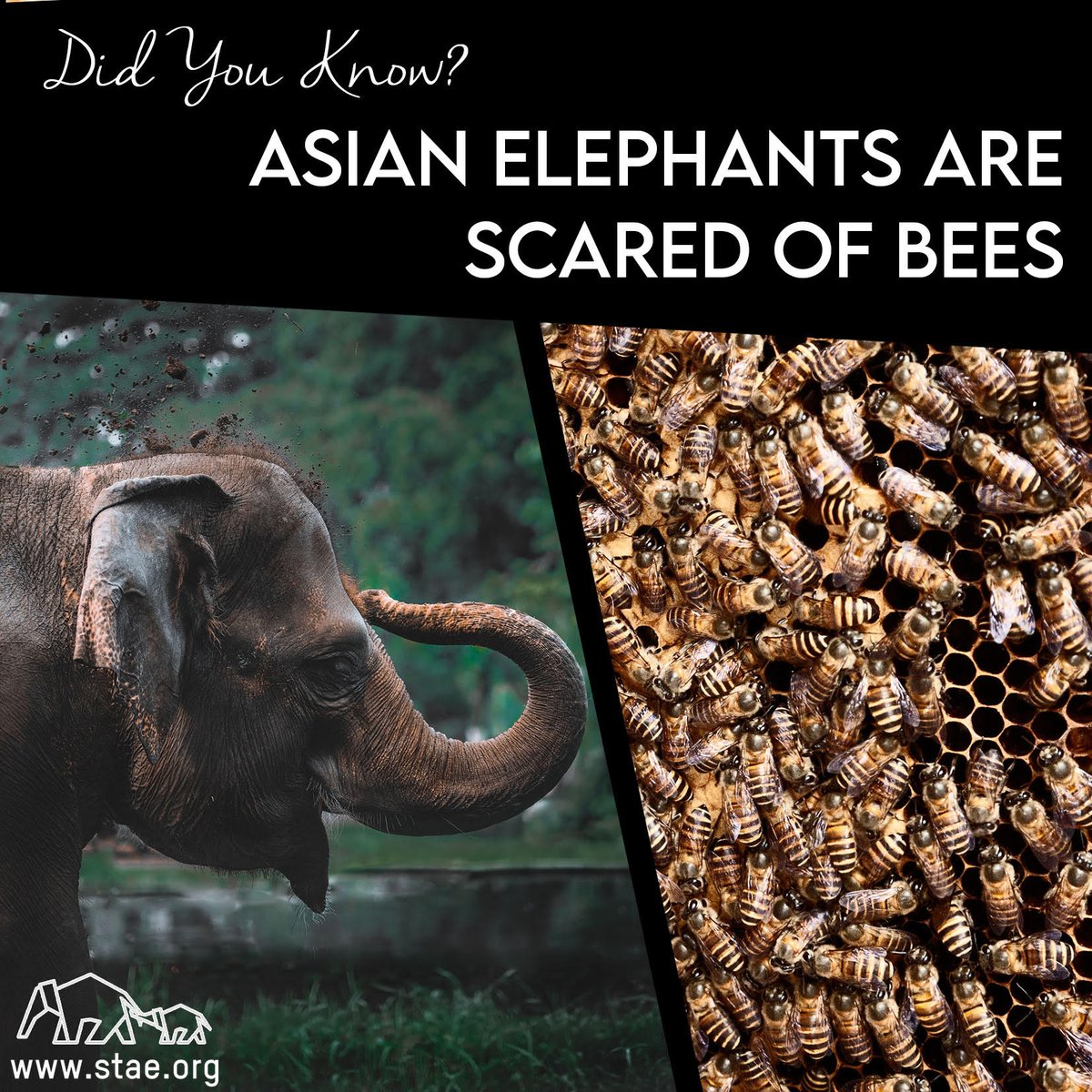stae_elephants's tweet photo. Did you know? Asian elephants are scared of honeybees. #fridayfact https://t.co/sMklNyCEFU