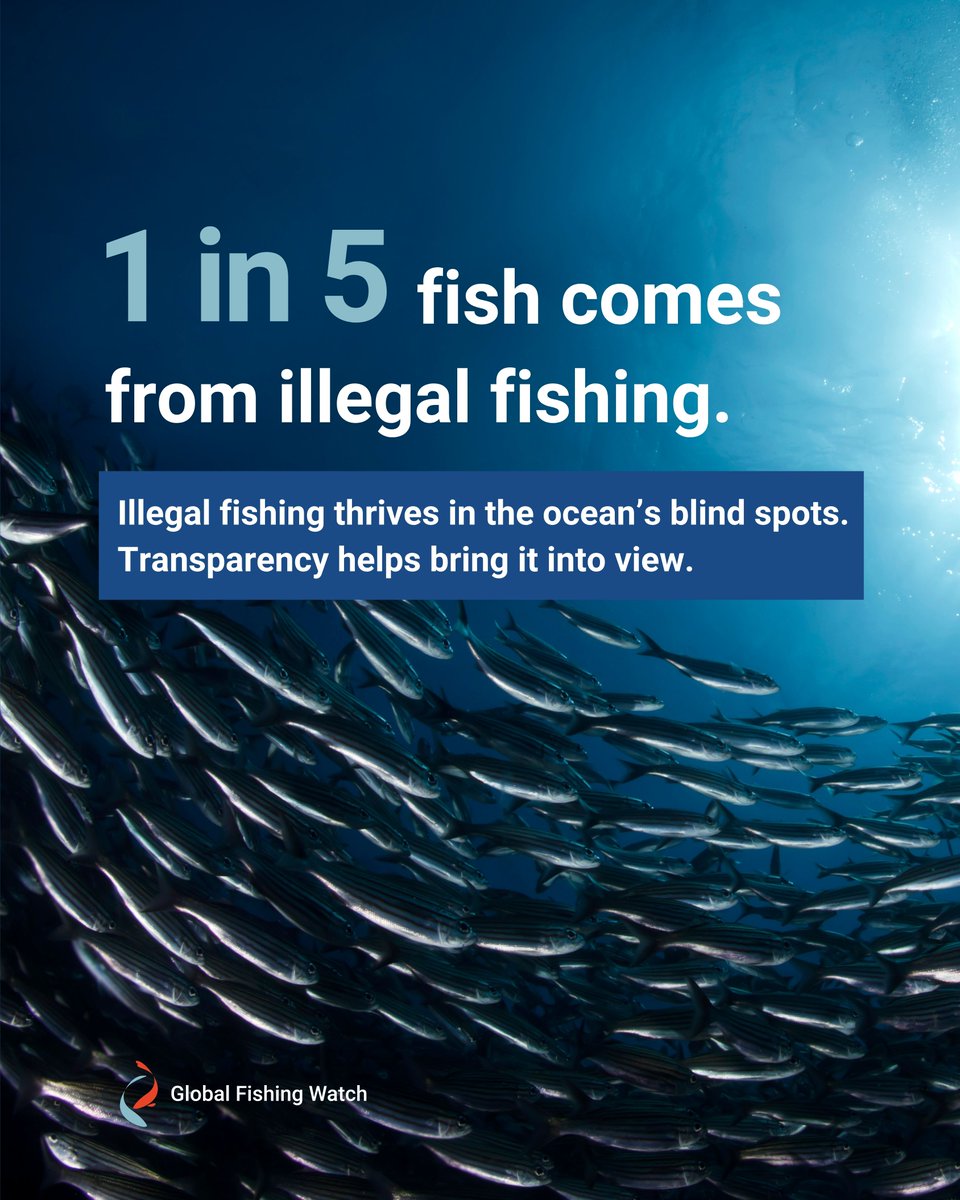 Global Fishing Watch tweet media