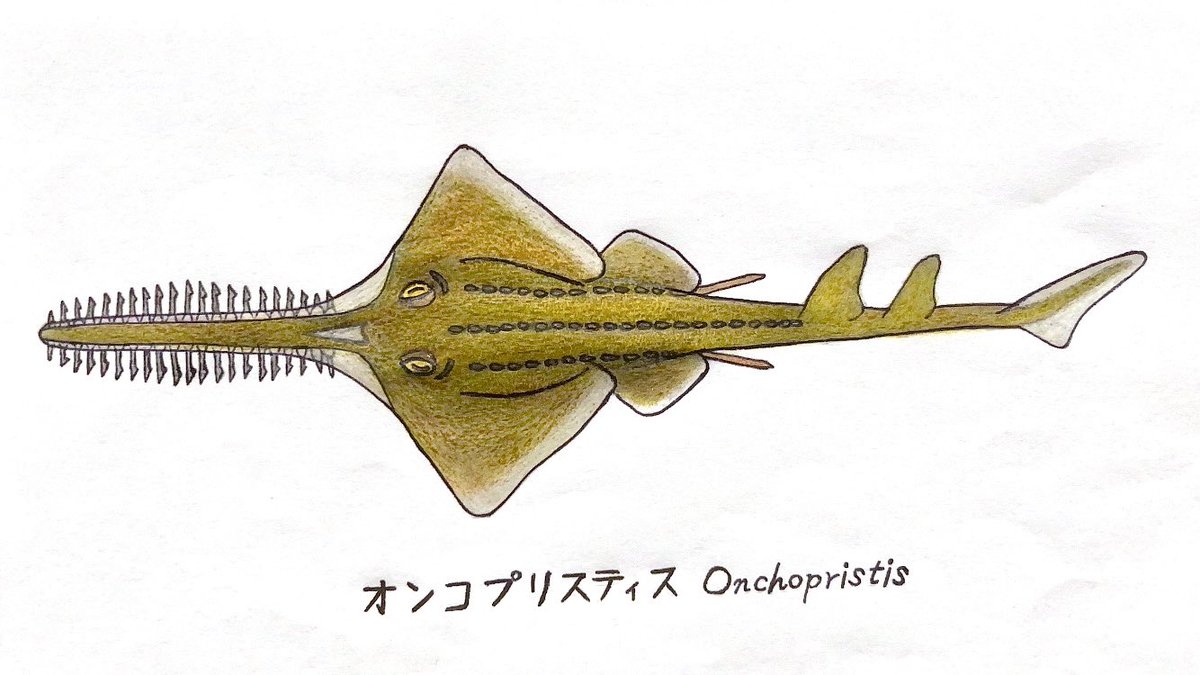 Sameno_ha's tweet photo. #白亜紀 の巨大エイ、
オンコプリスティスOnchopristis

ノコギリのような吻を持った全長8mのエイです。
ノコギリエイに似ますが、分類は離れていてノコギリエイ目とは別の「ガンギエイ目」というグループに属します。
#オンコプリスティス　#私の推��生物イラスト　#エイ　#ガンギエイ　#古生物 https://t.co/4L80MhGZ9J