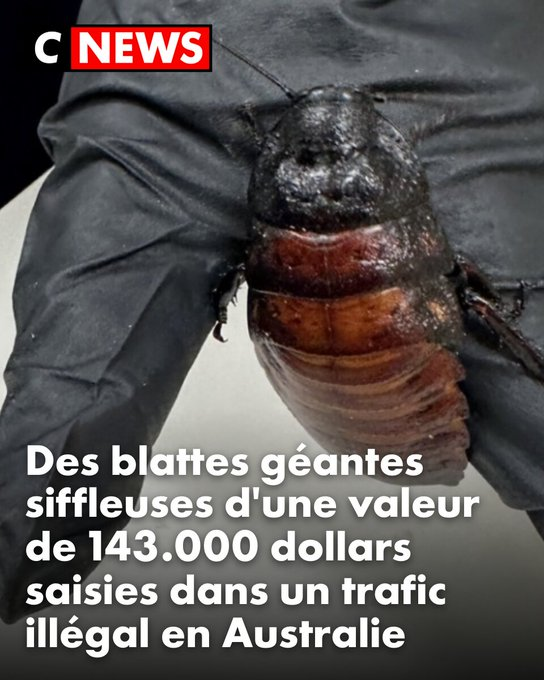 XavDeGarges's tweet photo. @CNEWS J'ai cru qu'on voyait un jean noir les jambes écartées sur la photo, ça m'a fait un peu peur ! 😳 https://t.co/lOhjMGxGX6