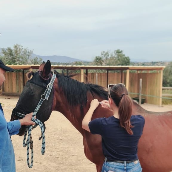AnimalActionGr's tweet photo. We're pleased to have supported annual flu and tetanus vaccinations for the 21 equines in the care of Greek Horse Protection Society (ESPI), helping to protect them from serious and potentially fatal diseases.

Thank you to the ESPI team for all they do. 💙 #EquineWelfare https://t.co/qXqJYdIUjc