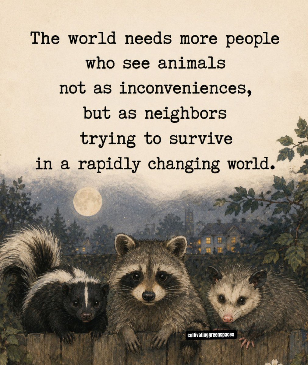 LifeWithJohn's tweet photo. The world needs more people who see animals not as inconveniences, but as neighbors trying to survive in a rapidly changing world. 🦊🦝 https://t.co/6GurFHtmox