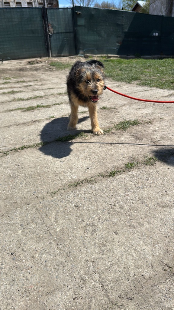 Pawprints2F's tweet photo. Romania

7 month old Jackson is a handsome scruffy boy who can be a little shy, but he is so fun-loving, sweet, carefree and full of happiness😁
He bursts with playful energy once he gets going!☀️
He can live with dogs, kids 8+ and we can cat test.

Apply: https://t.co/uLrEQRSwZb https://t.co/pmORkqHlAi
