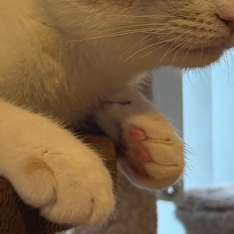 _ar___iii's tweet photo. ついに経堂の保護猫シェルターに来てしまった
小さい子もいて天国時間だった。 https://t.co/TxnilePSHP