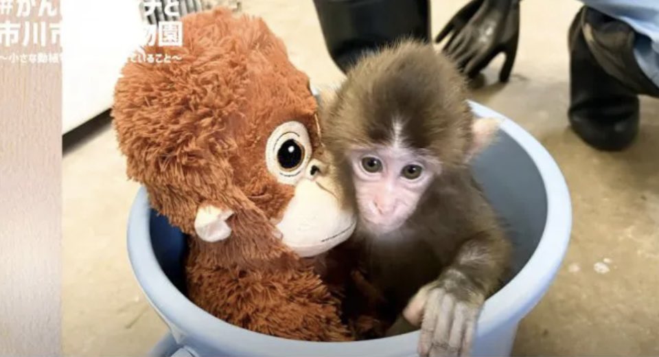 ykmeiling's tweet photo. @ichikawa_zoo 今年度は出世ラッシュですね🐵
一昨年は11頭😳
昨年はパンチくん1頭だけで…頭数管理計画は気になります🤔
また、バックヤードの拡張修繕は、サル山の様々な改修を可能にするとのことで…
サル山など改修時に、お猿達の移動隔離場所にも必要なのかなと…
エアコンがなかったとは😳一刻も早くお願い🙏 https://t.co/bXrOxIBjtP