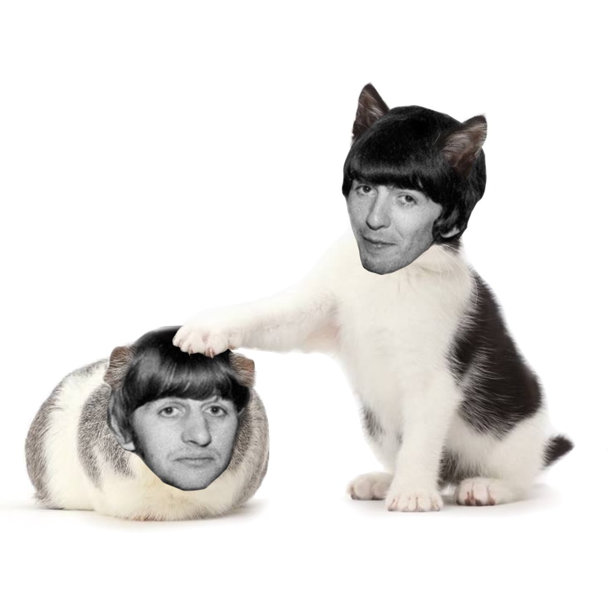 Daily George cat tweet media