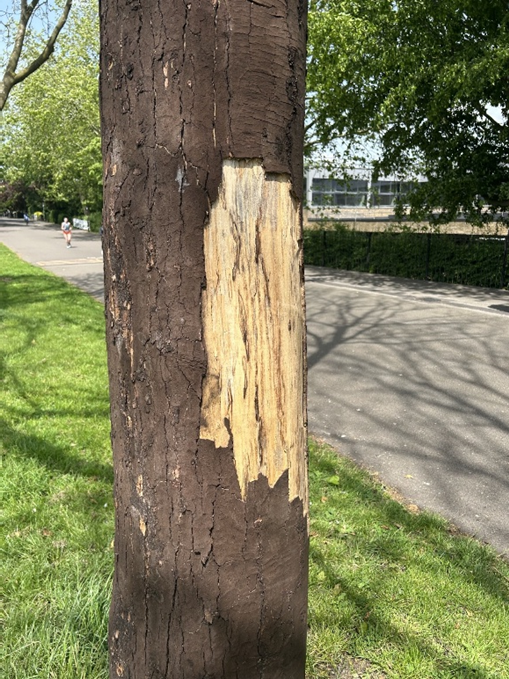 Leicester_News's tweet photo. Sadly, more trees in Victoria Park have succumbed to sooty bark disease - the fatal fungal infection that attacks sycamore trees. The 25 trees that have to be removed will be replaced with disease-resistant hornbeams and London planes, with 50 new trees planted in total. https://t.co/EOsfO1kAMd
