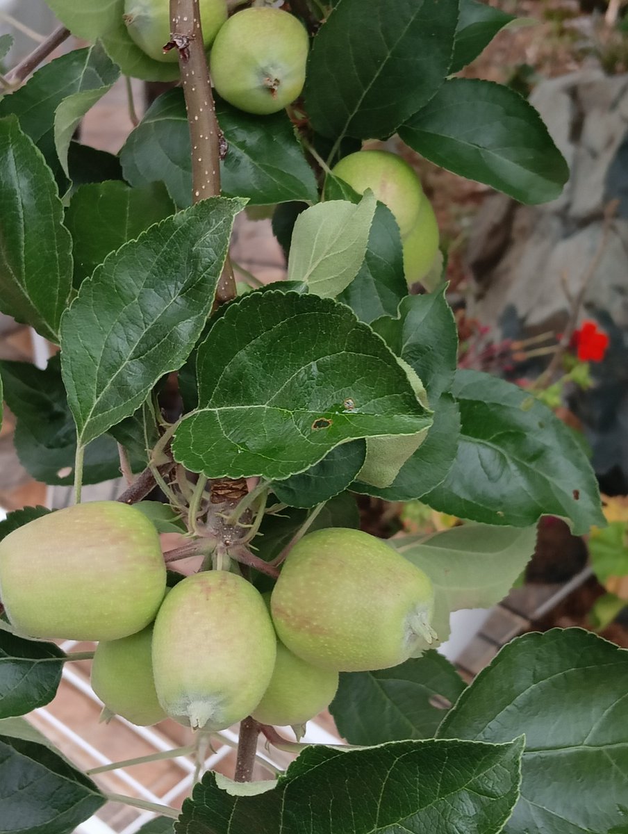 m__dutt's tweet photo. Apple season has arrived https://t.co/QNuOJVX0CW