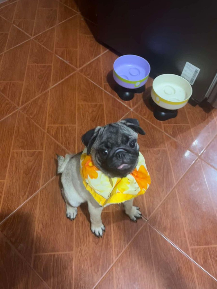 ValPetsSupport's tweet photo. MISSING DOG | NAWAWALANG ASO
Please help share this post 🙏🙏
Name: Marikit
Breed: Pug 
Age: 5months old
Gender: Female
Color: Brown with Black 
Last Seen: 2pm, Hillside Ville Ugong Valenzuela City, in front of Josie’s Store
Pls. Contact: Diane De Ocampo - 09683127013 https://t.co/OlaQVn4eXH