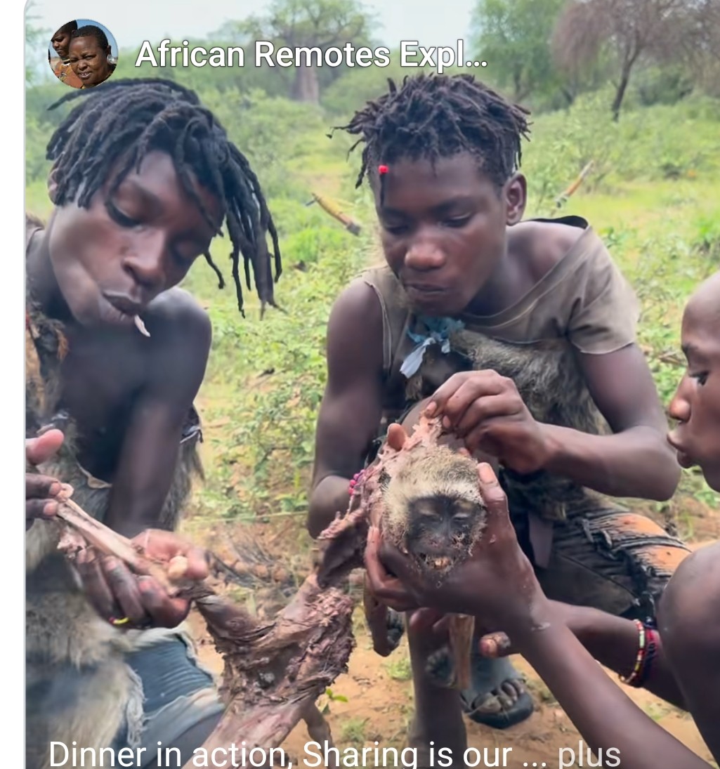 RahimSelmo59511's tweet photo. @abro_abraham_ Plutôt une compétition entre sauvages..ça sera plus logique si on fait jouer les 🐵 entre eux https://t.co/aCL80oK5Tq