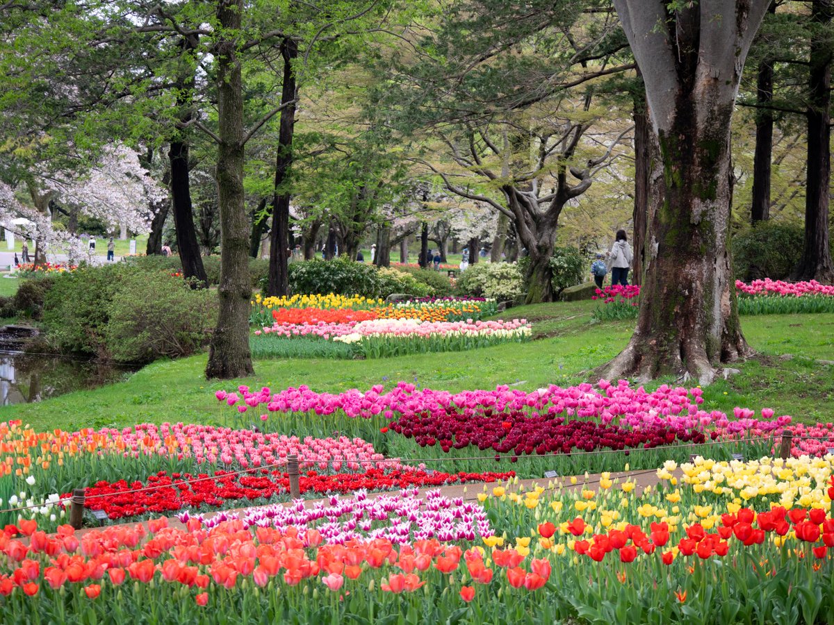 showakinenpark's tweet photo. 明日6/6(土)は「チューリップの球根掘り取りイベント」を開催します。春の公園を彩ったチューリップの球根を掘り取って、お持ち帰りいただけます♪球根の植え方もお伝えしますので、来春ご自宅でお楽しみいただければと思います。13:00～14:30の間、都合に合わせてお気軽にご参加くださいね◎渓流広場レストラン付近のチューリップガーデンでお待ちしています！

開催日：6月6日（土）　雨天中止
開催時間：13：00～15：00（14：30最終受付）
開催場所：渓流広場 チューリップガーデン
参加料：無料（入園料・駐車場料別）　
参加方法：当日随時受付（渓流広場レストラン付近で受付を行います）
注意事項：汚れてもいい動きやすい服装でお越しください。
※軍手やスコップなど道具類は貸出しもありますが、数に限りがございますのでご持参にご協力をお願いいたします。
※中止の場合は当日8：30までにHPに掲載します。来園前に必ずご確認ください。