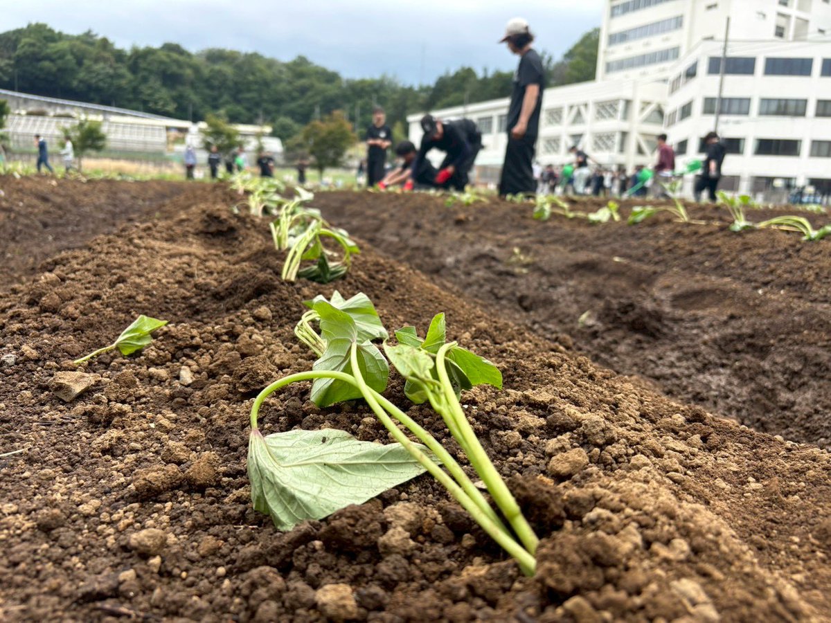tokyonodaipr's tweet photo. 「さつまいもの調理の際はじっくり時間をかけて火を通しましょう。

その方が美味しく召し上がれます。」by高畑教授

＃東京農業大学 #芋活 https://t.co/B1htwl9Xye