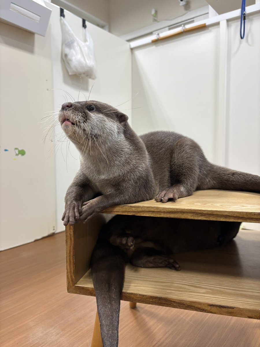 Chance_Sohei's tweet photo. カワウソカフェ行ってきた！めっちゃ可愛かった🥰他にもこういう所あったら行きたいなぁー😳 https://t.co/qWvHte6xt8