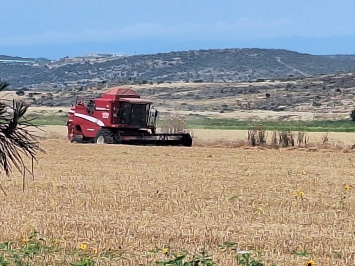 focailcetarim's tweet photo. 🚜  Biçerdöver Kontrollerimiz Devam Ediyor 🌾
Foça İlçe Tarım ve Orman Müdürlüğü teknik ekiplerimiz
Yapılan denetimlerde, biçerdöverlerin teknik yeterlilikleri ve operatör belgeleri başta olmak üzere, mevzuatın gerektirdiği tüm hususlar büyük bir titizlikle incelenmektedir. https://t.co/nGkzfNnBSO
