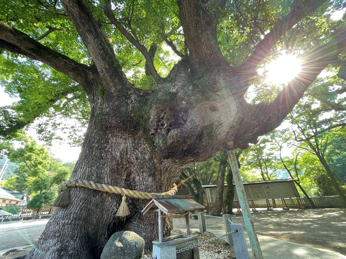 buraneta's tweet photo. 阿波國一の宮 大麻比古神社は、他の神社に無い見どころも多くおすすめの神社です。

ぶらねた徳島：見どころが多い穴場の一宮 大麻比古神社 https://t.co/gVDqbJDu8F https://t.co/FSRYEeIQht