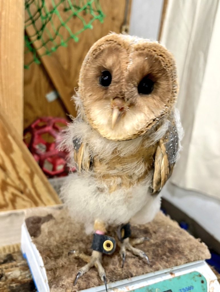 CaffeQuill's tweet photo. ブタさんの上が好きな子🥰
パーチの足を枕にする子🥰
ポワポワが無くなってきた子🥰
会いに来てくださいね😄
楽しいですよ😆
#お迎え募集中 
#フクロウカフェ 
#フクロウ #ふくろう 
#大阪 #梅田 #中崎町 #天神橋筋六丁目 https://t.co/ICU0GqP8lT