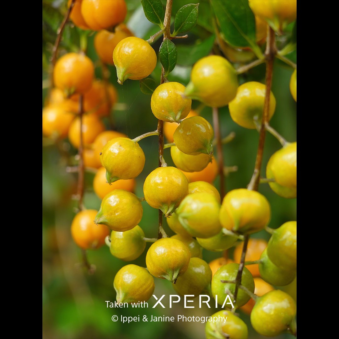 sonyxperia's tweet photo. Like Ippei &amp; Janine Photography, breathtaking scenes await with a minimum focusing distance of 15 cm using the 140 mm telephoto lens on Xperia 1 VIII*. MF, Eye AF and touch AF are also available to help master the perfect shot.

https://t.co/zgSQ9MMuvn

#SonyXperia #Xperia1VIII https://t.co/ORUKn6vmAR