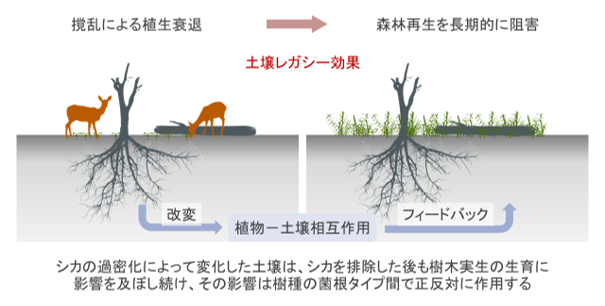 UTokyo_Agri tweet picture