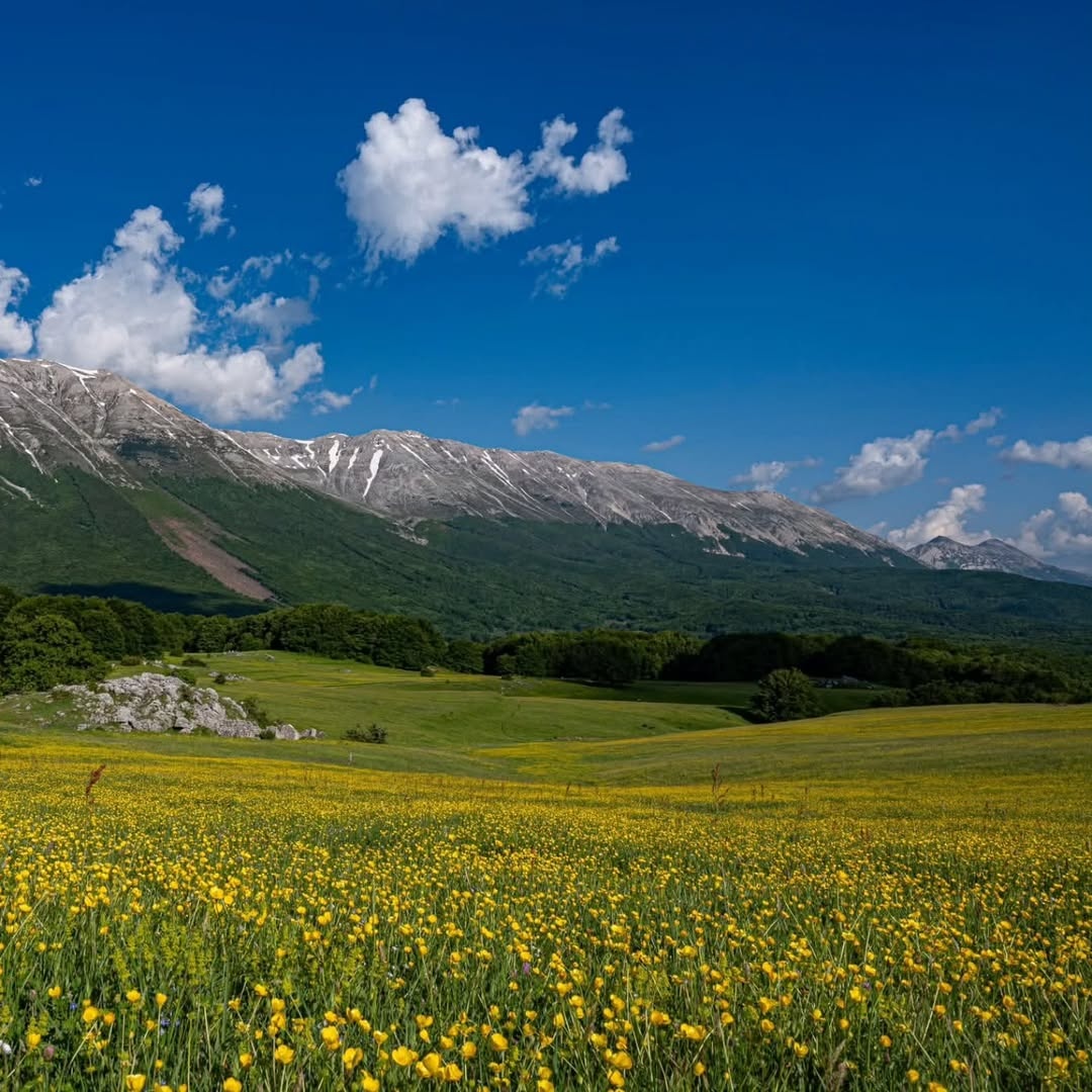 YourAbruzzo's tweet photo. La primavera arriva anche in quota 🌼🏔️
A #PassoSanLeonardo, tra la #Maiella e il #Morrone, i prati si riempiono di fiori mentre le montagne disegnano uno degli scenari più affascinanti d'Abruzzo.
📸IG maxverrocchiphoto
#abruzzo #viaggioinabruzzo #maiella https://t.co/FkYsdyLaxG