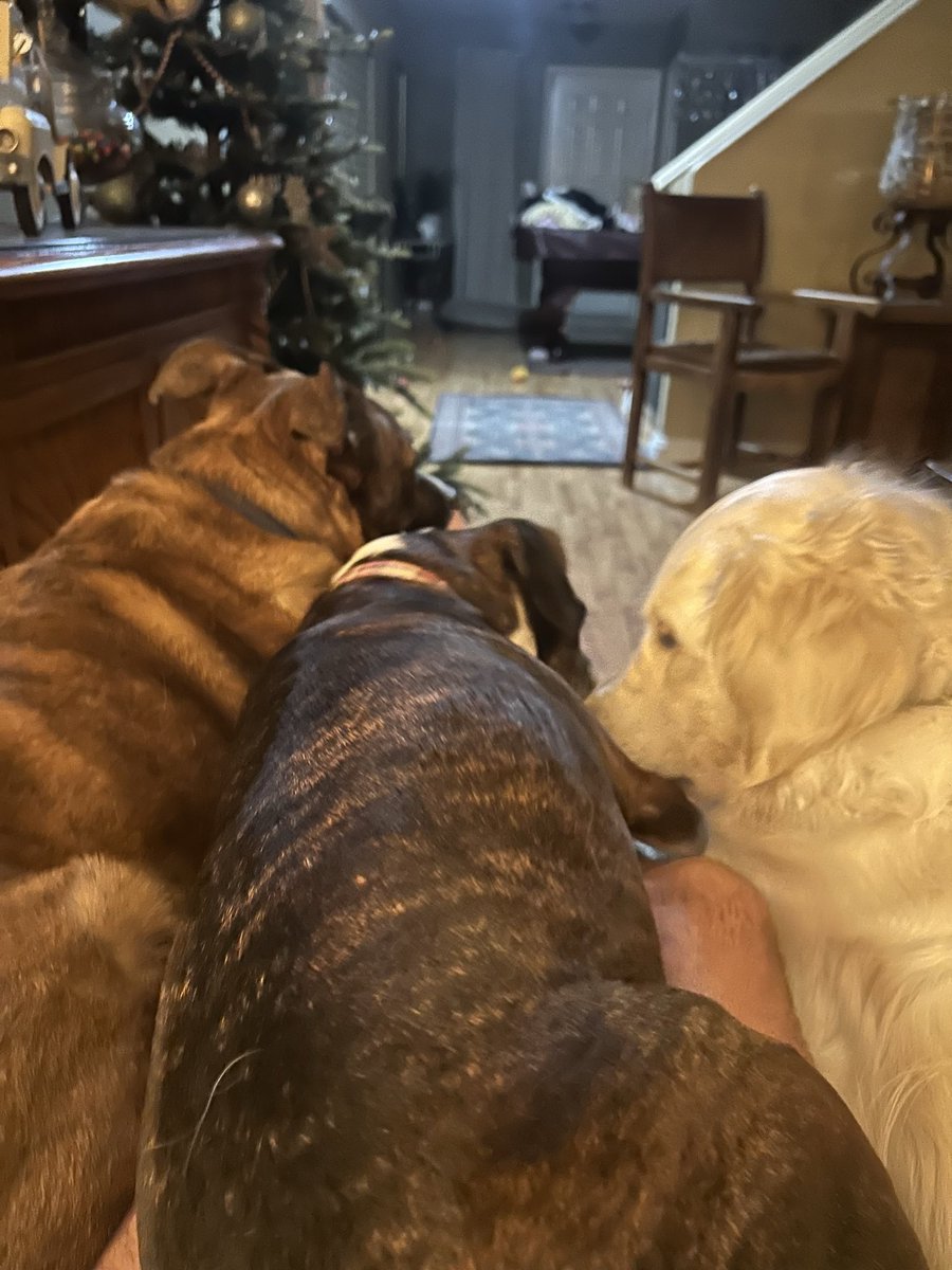 MiddendorfMax's tweet photo. @AmberforMAGA Wife and I do rescues Amber, 2 are best guess Shepherd/Boxer mix, last one is a English Cream Golden Retriever https://t.co/hiwvu758Rl