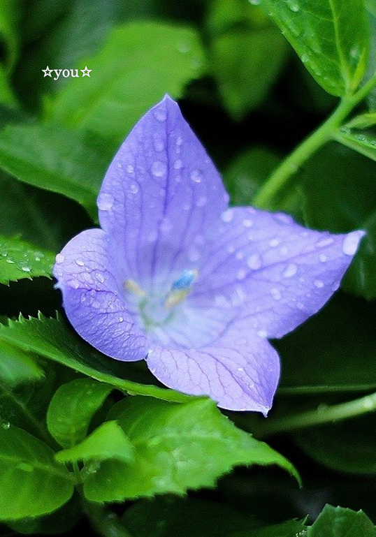 you__uuu's tweet photo. こんばんは.｡o○☆   
今週もお疲れ様でした    
雨　に　濡　れ　た 　　　
桔 梗 {キ キ ョ ウ}      
 ( 清 楚 / 気 品 )     

#花好きな人 　
#写真好きな人と繋がりたい https://t.co/g2oc9uAzOW