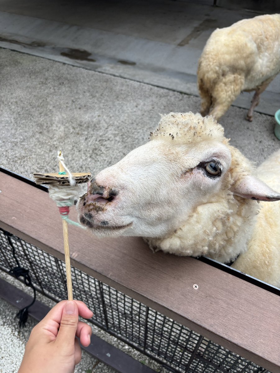 明日開催！世界ヒツジの日 ヒツジ祭り！！🐑』 6月6日は「世界ヒツジの