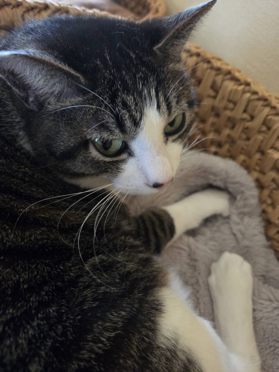 👋😃こんにちは👋😃 これからお昼寝ニャ🐈️🐈‍⬛🐈️🐈‍⬛