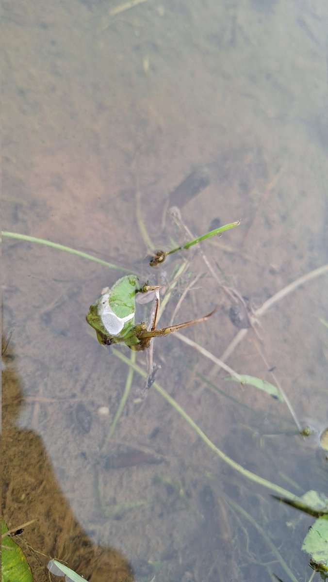 dorcus_nuko's tweet photo. 今年もコガムシーズンがｷﾀ━(ﾟ∀ﾟ)━! https://t.co/AC378BZ0Mv