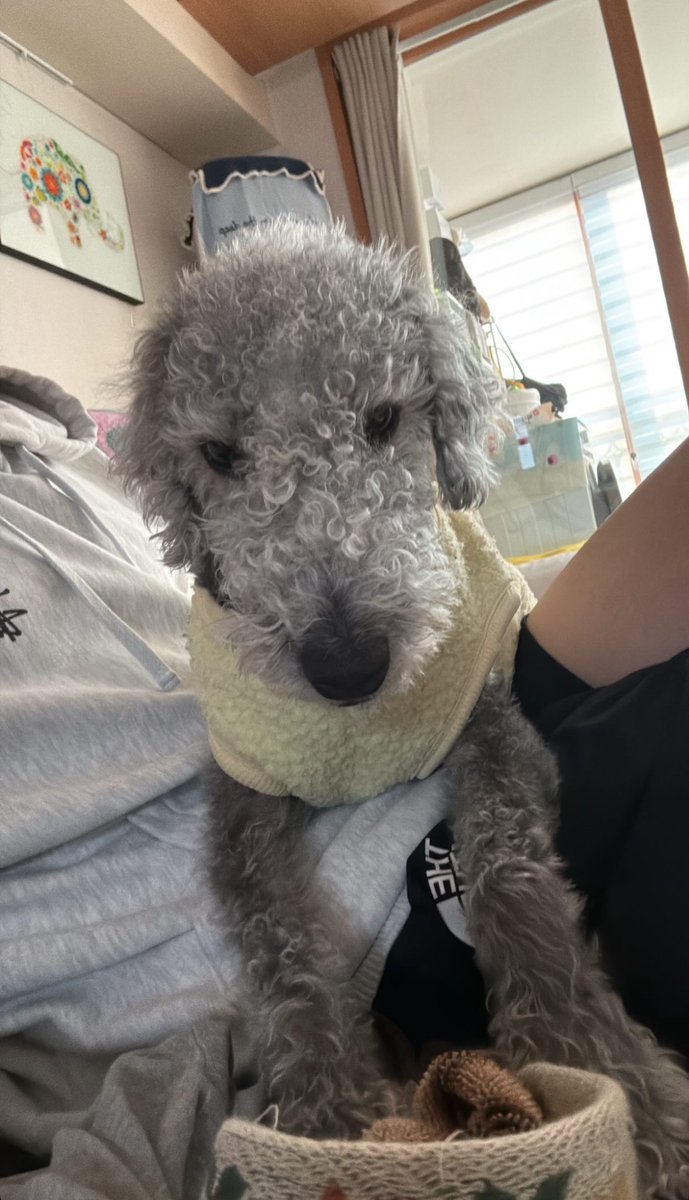 c_ocoo__'s tweet photo. 근뭉이는 이 노란옷 입엇을 때 젤 의젓해보임 https://t.co/W4I3ES4XtT
