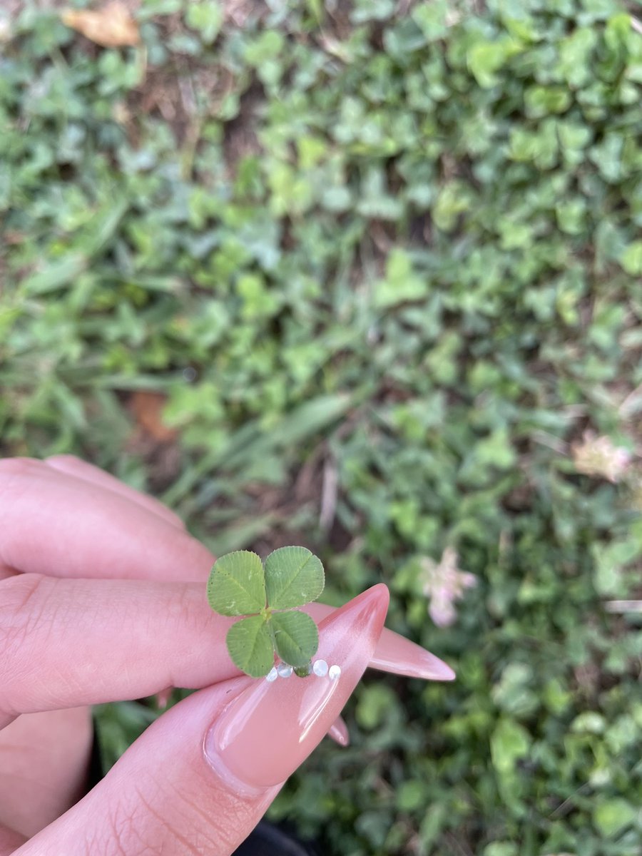 ll2ya0's tweet photo. 🍀 https://t.co/YRNeFvIDNp