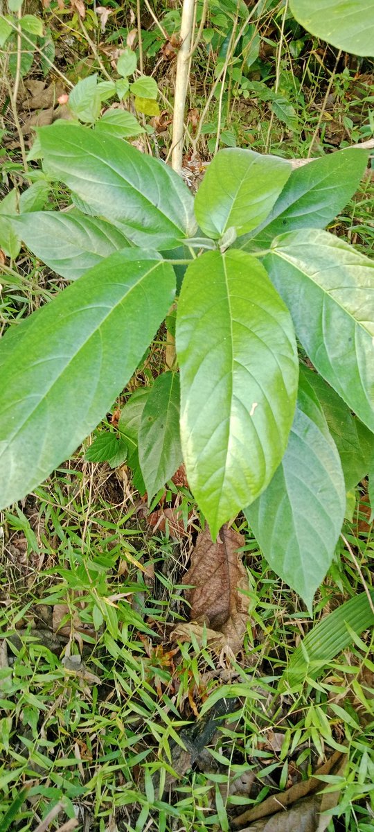 deksanmohammad's tweet photo. Ficus hispida, ± 50 cm https://t.co/pjKRWKIEV3