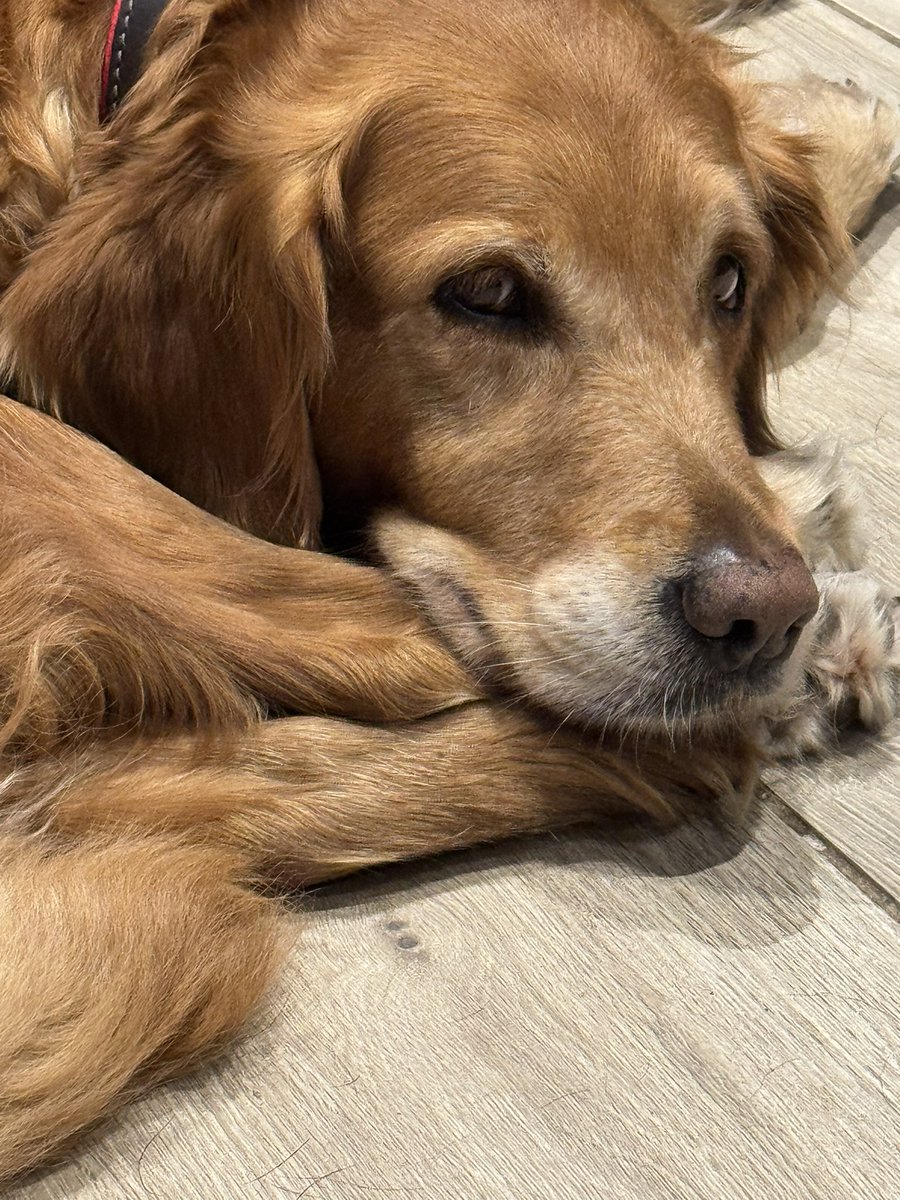 taliaefoa's tweet photo. @MEmoosemission Oh Wesson we love you.  You are the bravest dog ever.  Biggest hugs.  🥰 Love from Zeeva and Zorro https://t.co/Ss8hy2T6QC