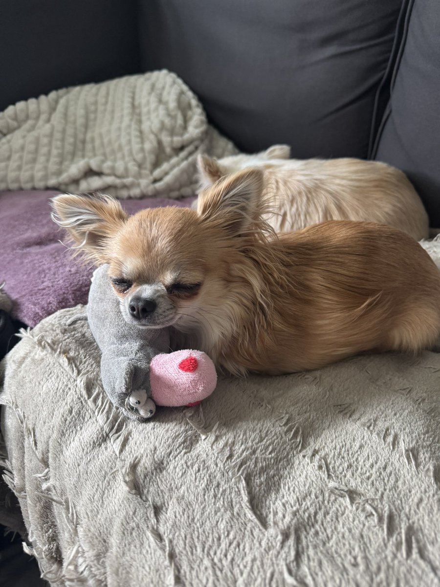vicreadz's tweet photo. cuddling with her favorite toy🥹 https://t.co/JvmX6WDuTW