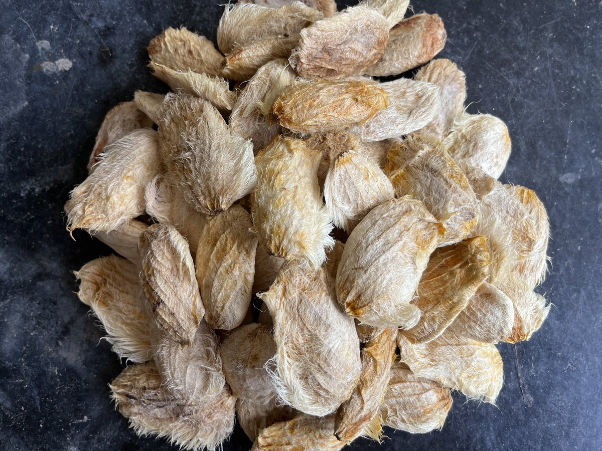 manishbytes's tweet photo. Summer leaves behind more than memories &amp; mangoes. Saved seeds, carried into the monsoon, can become part of a landscape years later. Many of ours have found place in Taljai Hills among native trees supporting the ecology. Small beginnings. Long horizons. 🌱
#WorldEnvironmentDay https://t.co/WJ7EcFM56F